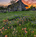 John P Coles Cabin and Spring Wildflowers at Independence - Old Baylor Park Brenham Texas