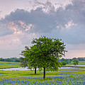 Sun Rising Over a Bluebonnet Field in Chappel Hill - Washington County Brenham Texas